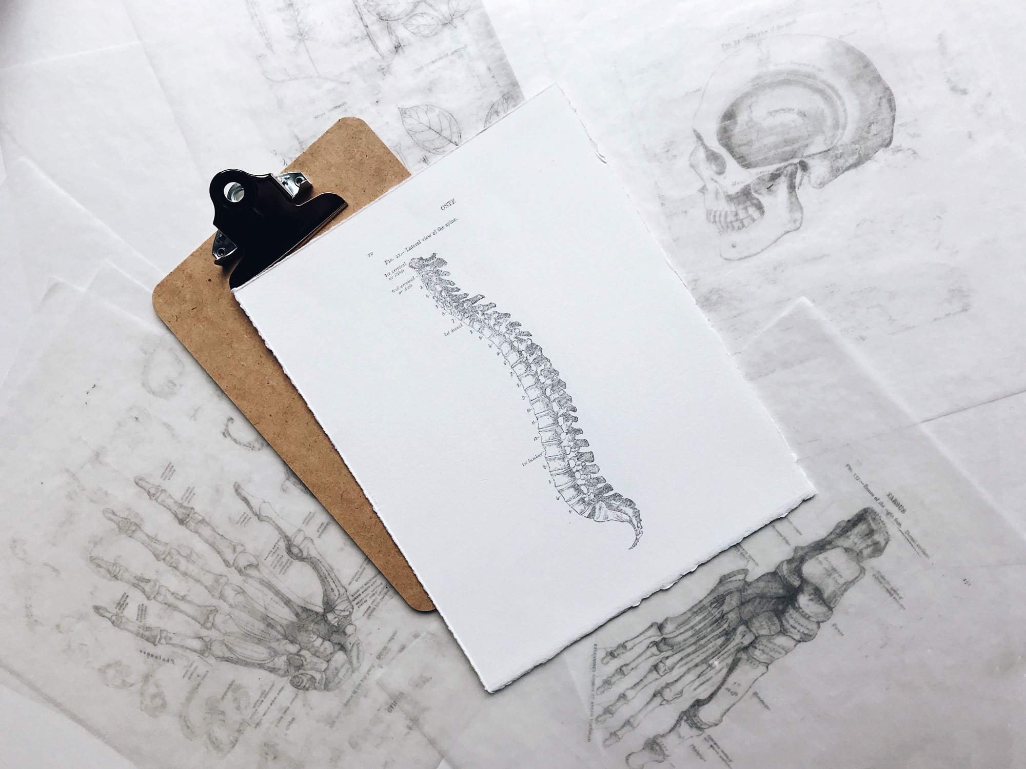 skeleton-web